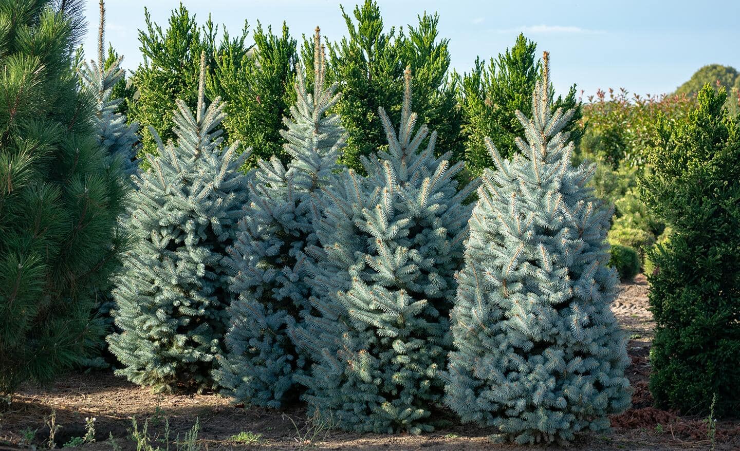 Real Christmas Trees Buying Guide - The Home Depot